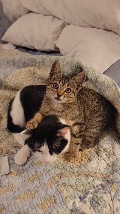 Enlarge Dexter! , an adopted mixed breed in Warwick, RI video 5/5