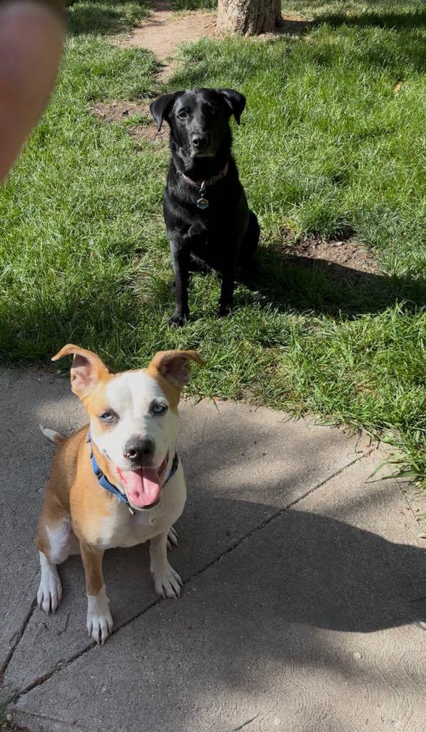 Enlarge Tosca, a Adopted mixed breed in Missoula, MT image 1/4