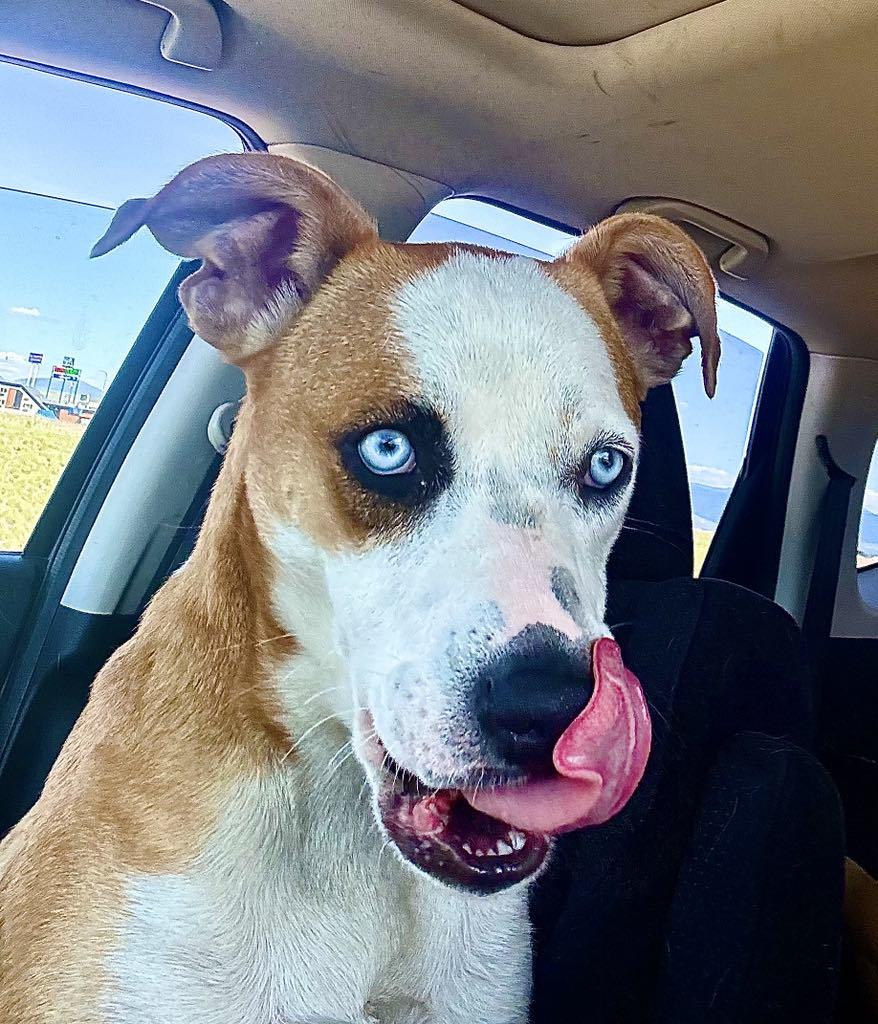 Enlarge Tosca, a Adopted mixed breed in Missoula, MT image 3/4