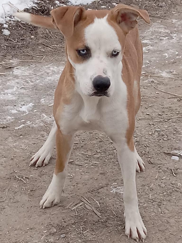 Enlarge Tosca, a Adopted mixed breed in Missoula, MT image 4/4