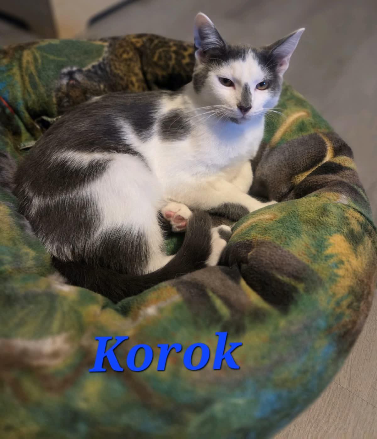 Enlarge Korok, a ADOPTABLE Domestic Medium Hair in Murfreesboro, TN image 2/4