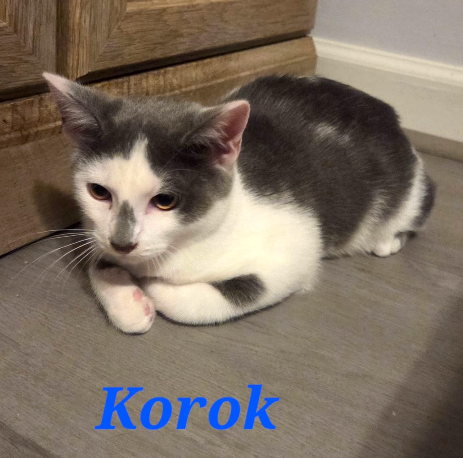 Enlarge Korok, a ADOPTABLE Domestic Medium Hair in Murfreesboro, TN image 4/4
