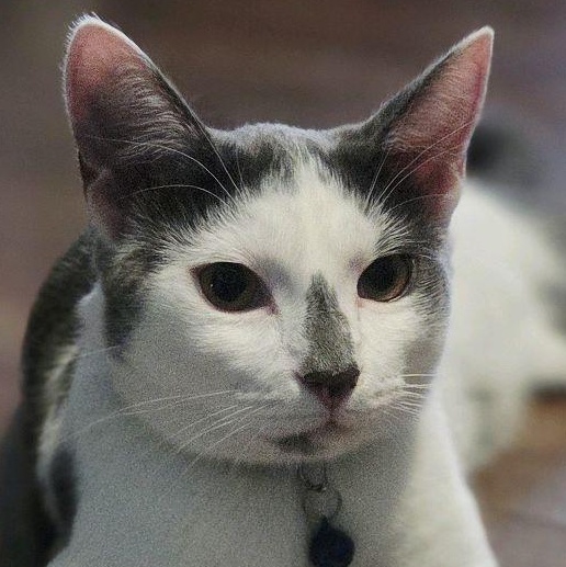 Enlarge Korok, a ADOPTABLE Domestic Medium Hair in Murfreesboro, TN image 1/6