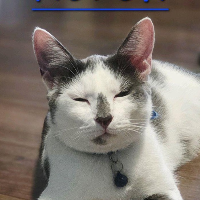 Enlarge Korok, a ADOPTABLE Domestic Medium Hair in Murfreesboro, TN image 6/6