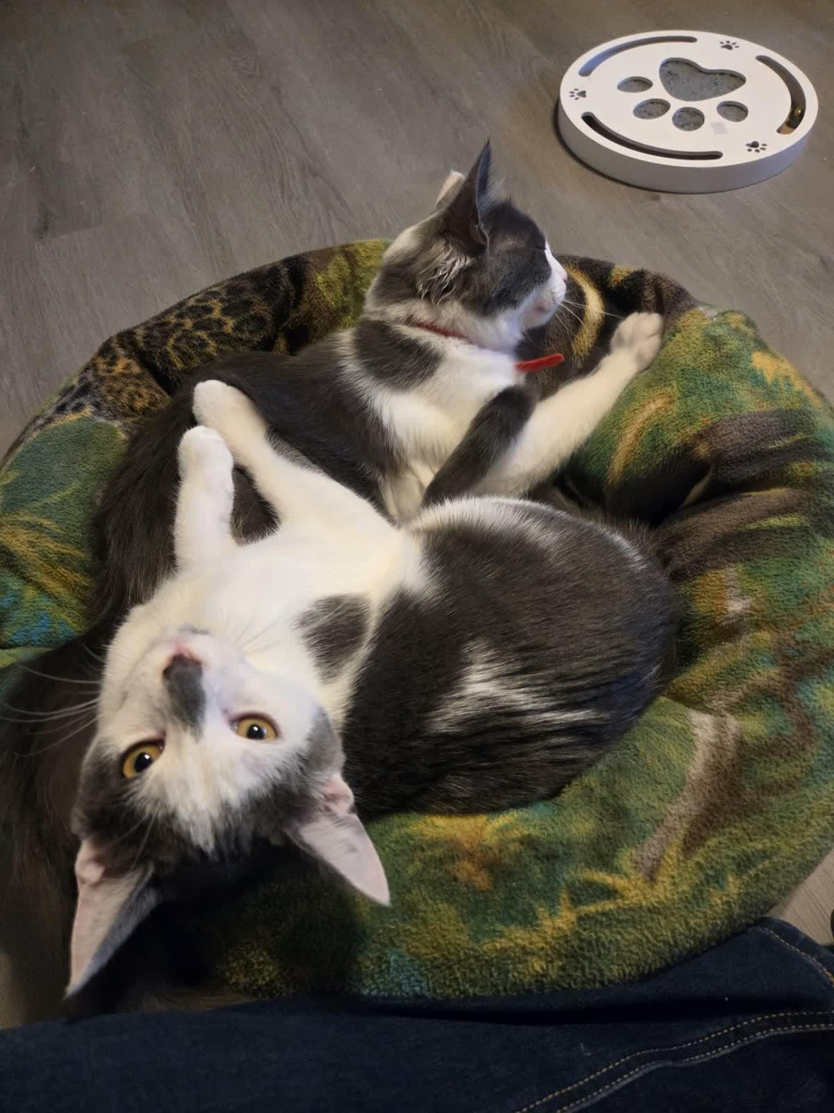 Korok, ADOPTABLE, Kitten Male Domestic Medium Hair.