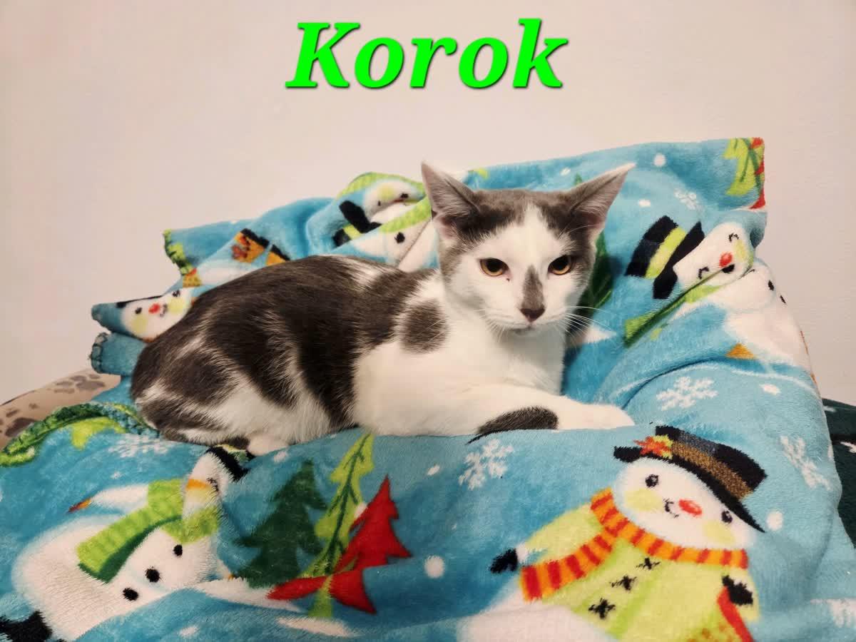 Enlarge Korok, a ADOPTABLE Domestic Medium Hair in Murfreesboro, TN image 3/4