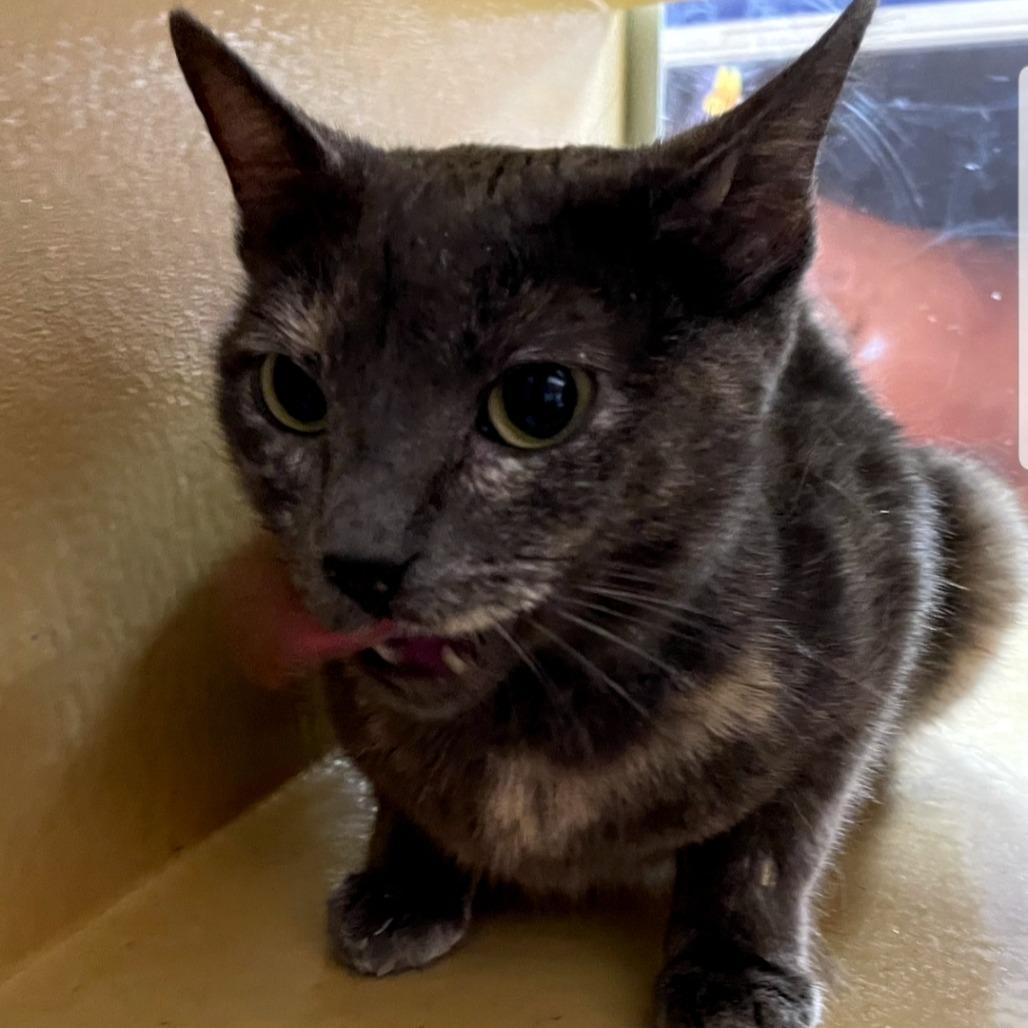 Sangeeta-Northridge, Adoptable, Adult Female Domestic Short Hair.