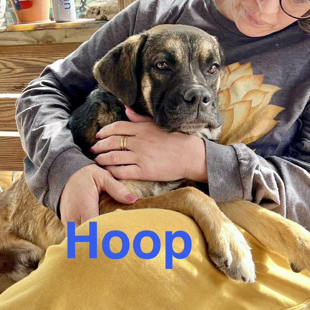 Hoop, a Adoptable mixed breed in Poughkeepsie, NY image 6/6