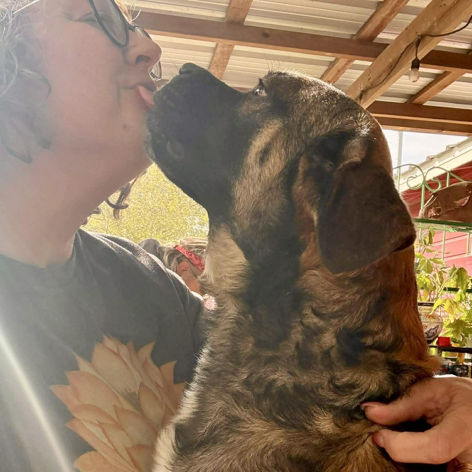 Hoop, a Adoptable mixed breed in Poughkeepsie, NY image 5/6