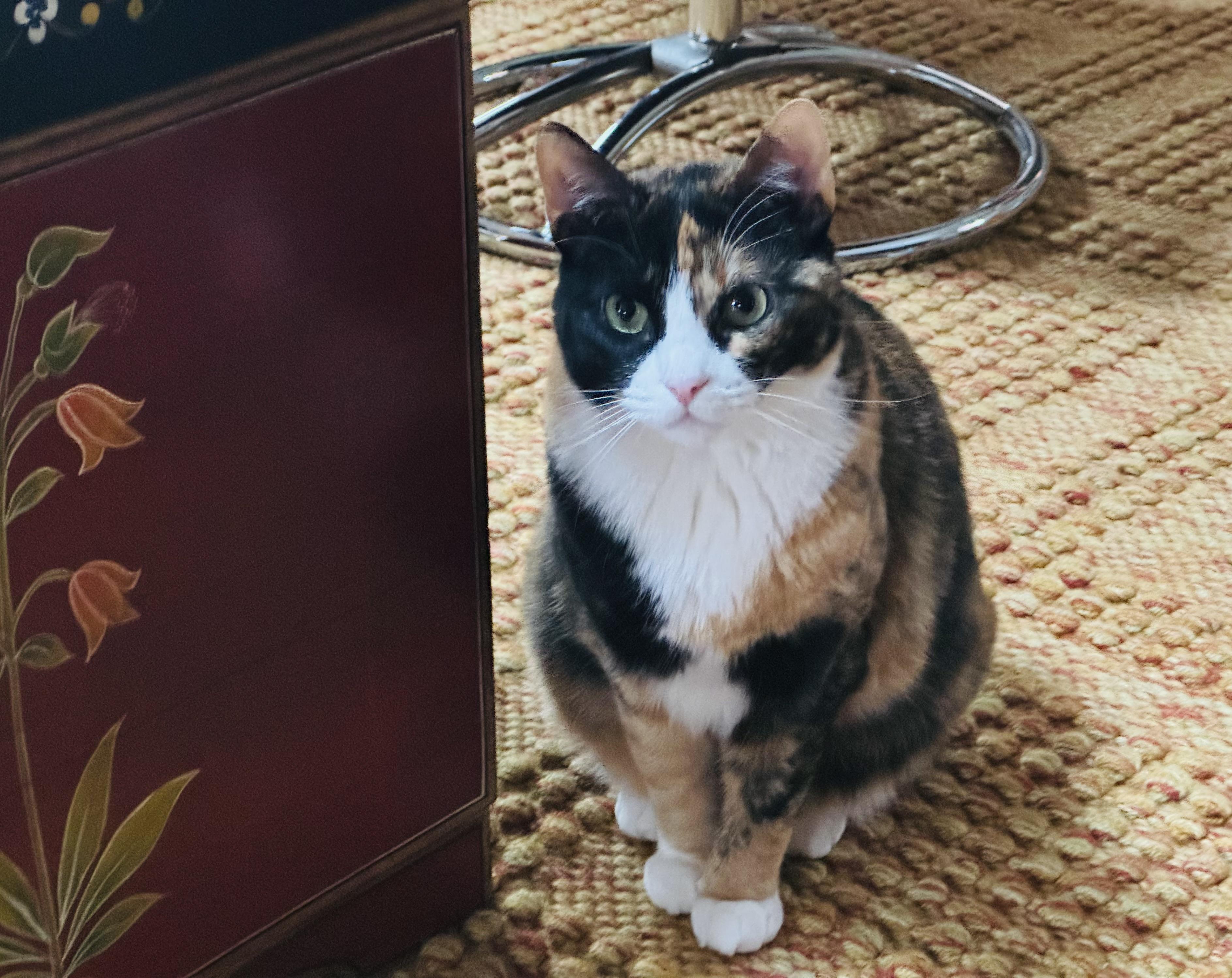 June Bug (courtesy listing), Adopted, Adult Female Domestic Short Hair.