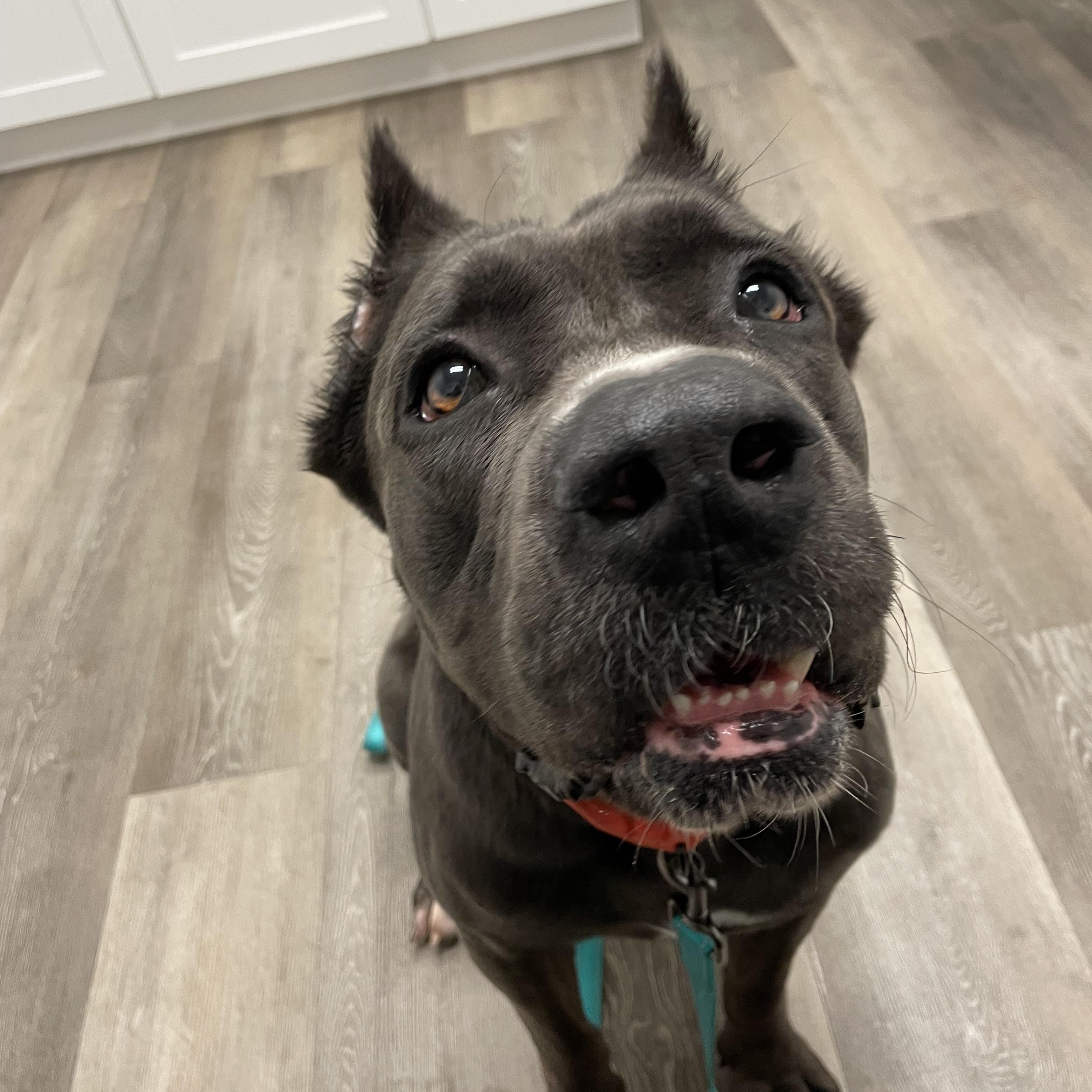 Enlarge Spock, a ADOPTABLE mixed breed in Port Saint Lucie, FL image 4/4