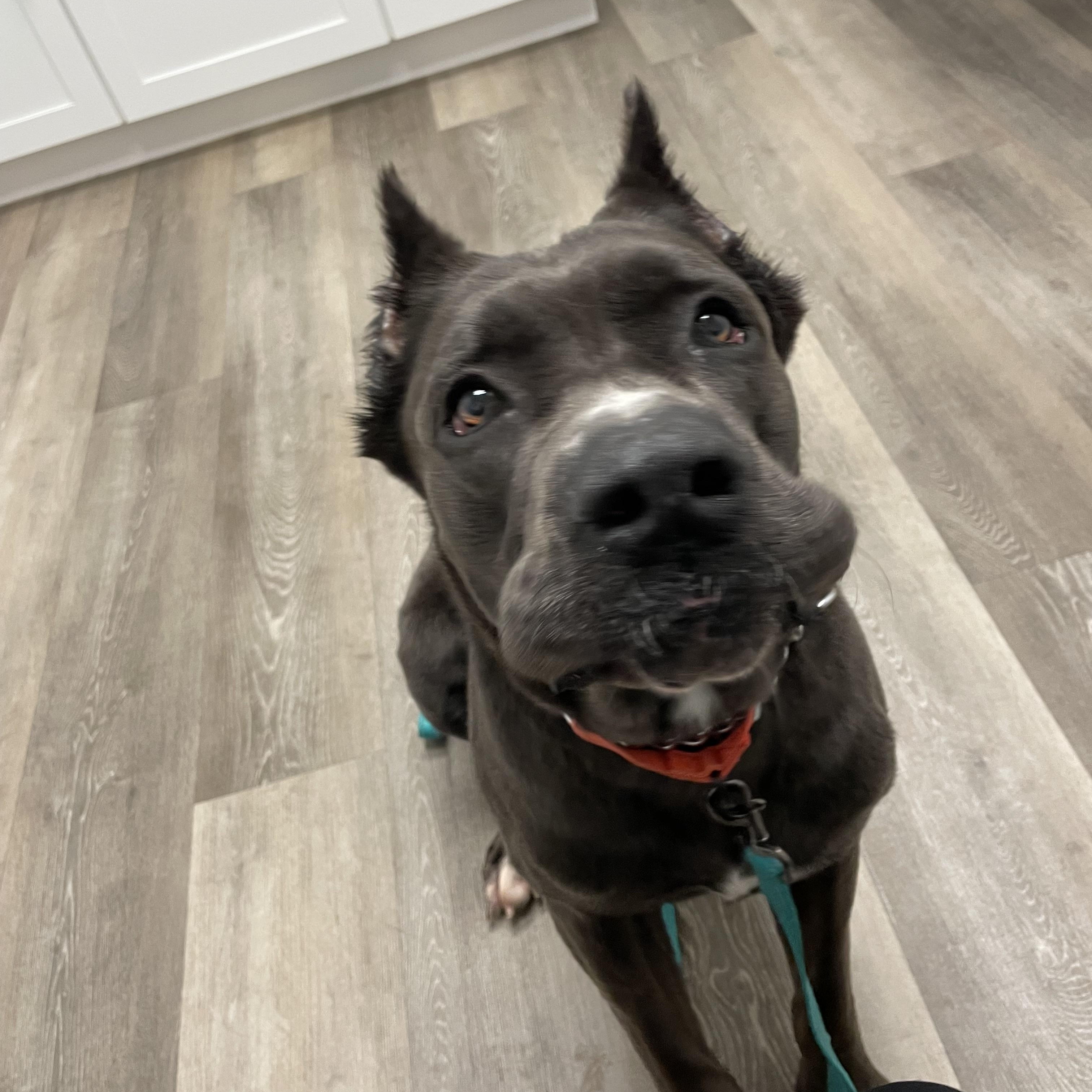 Enlarge Spock, a ADOPTABLE mixed breed in Port Saint Lucie, FL image 3/4