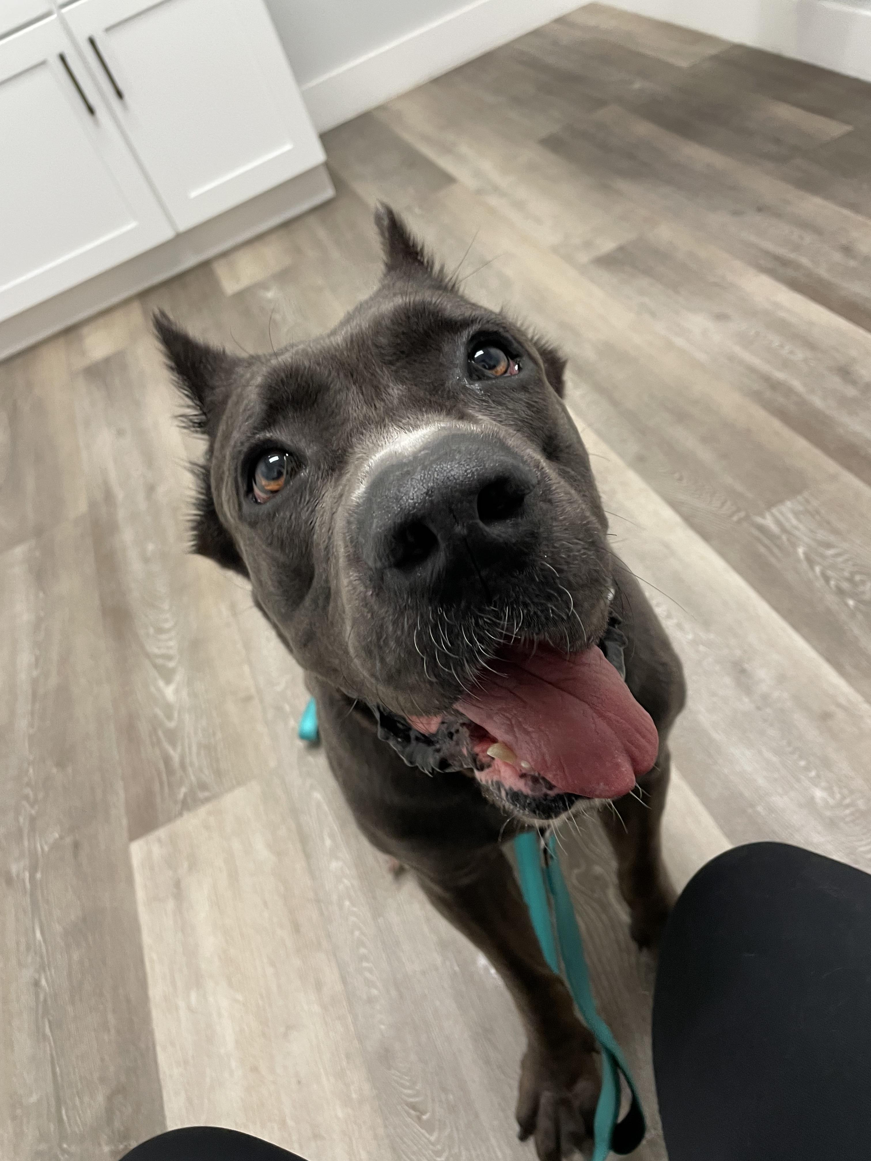 Enlarge Spock, a ADOPTABLE mixed breed in Port Saint Lucie, FL image 1/4