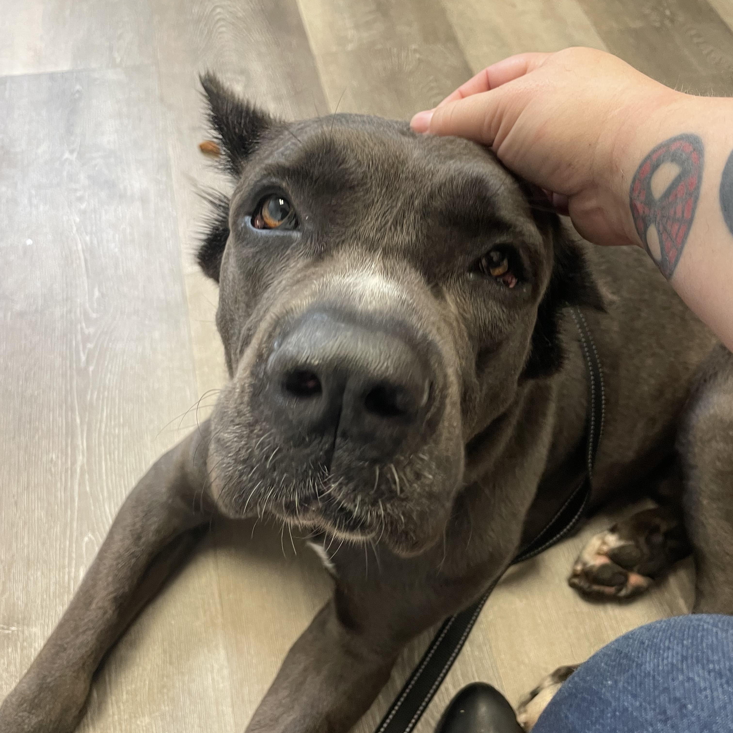 Enlarge Spock, a ADOPTABLE mixed breed in Port Saint Lucie, FL image 2/4