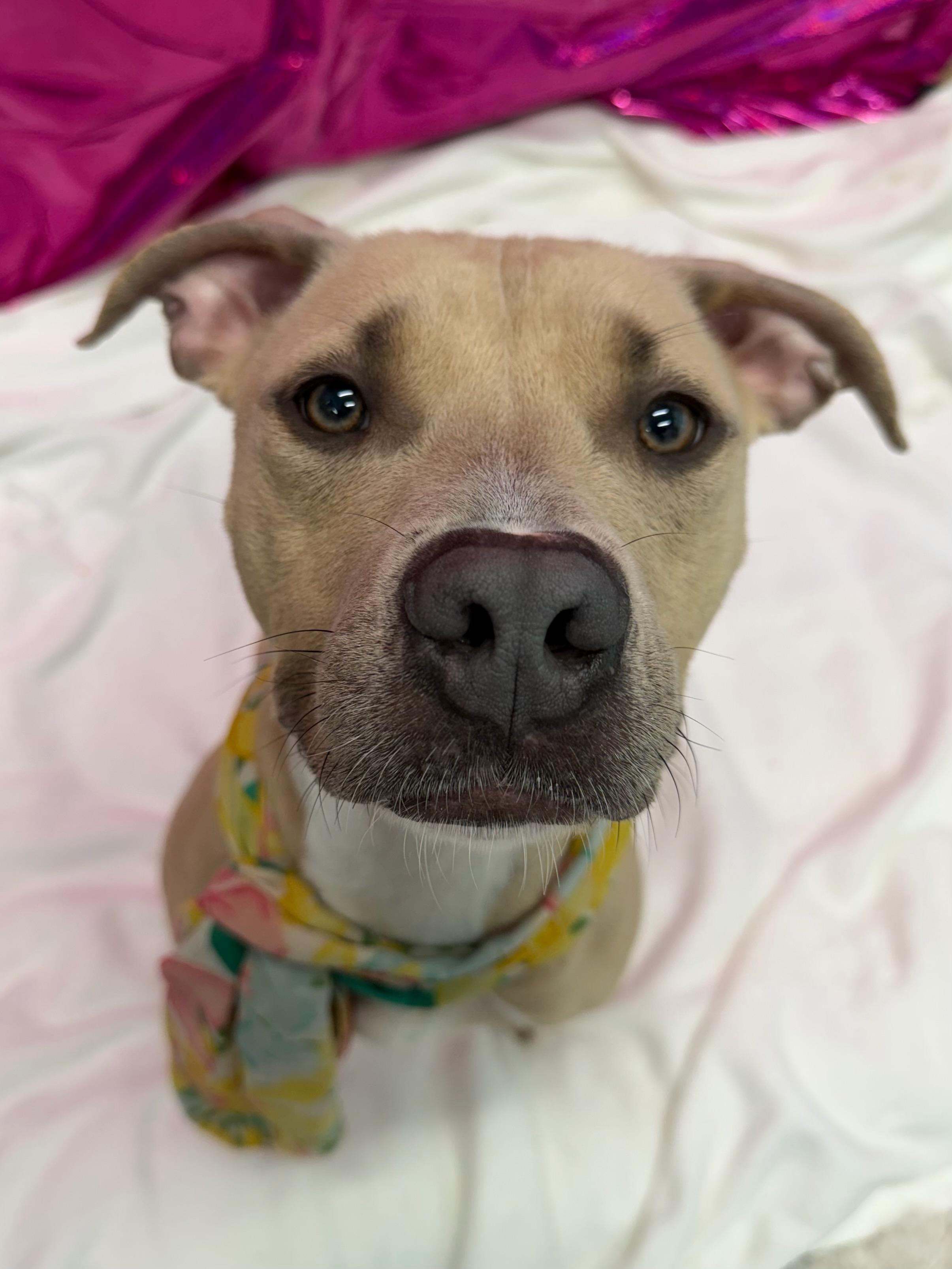 Ava Tag #345, ADOPTABLE, Young Female Pit Bull Terrier.
