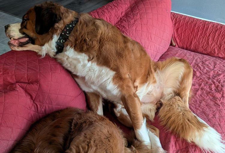 Nova  Bonded Pair thumbnail 3