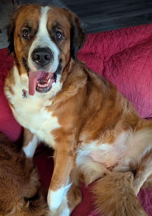 Nova  Bonded Pair thumbnail 4