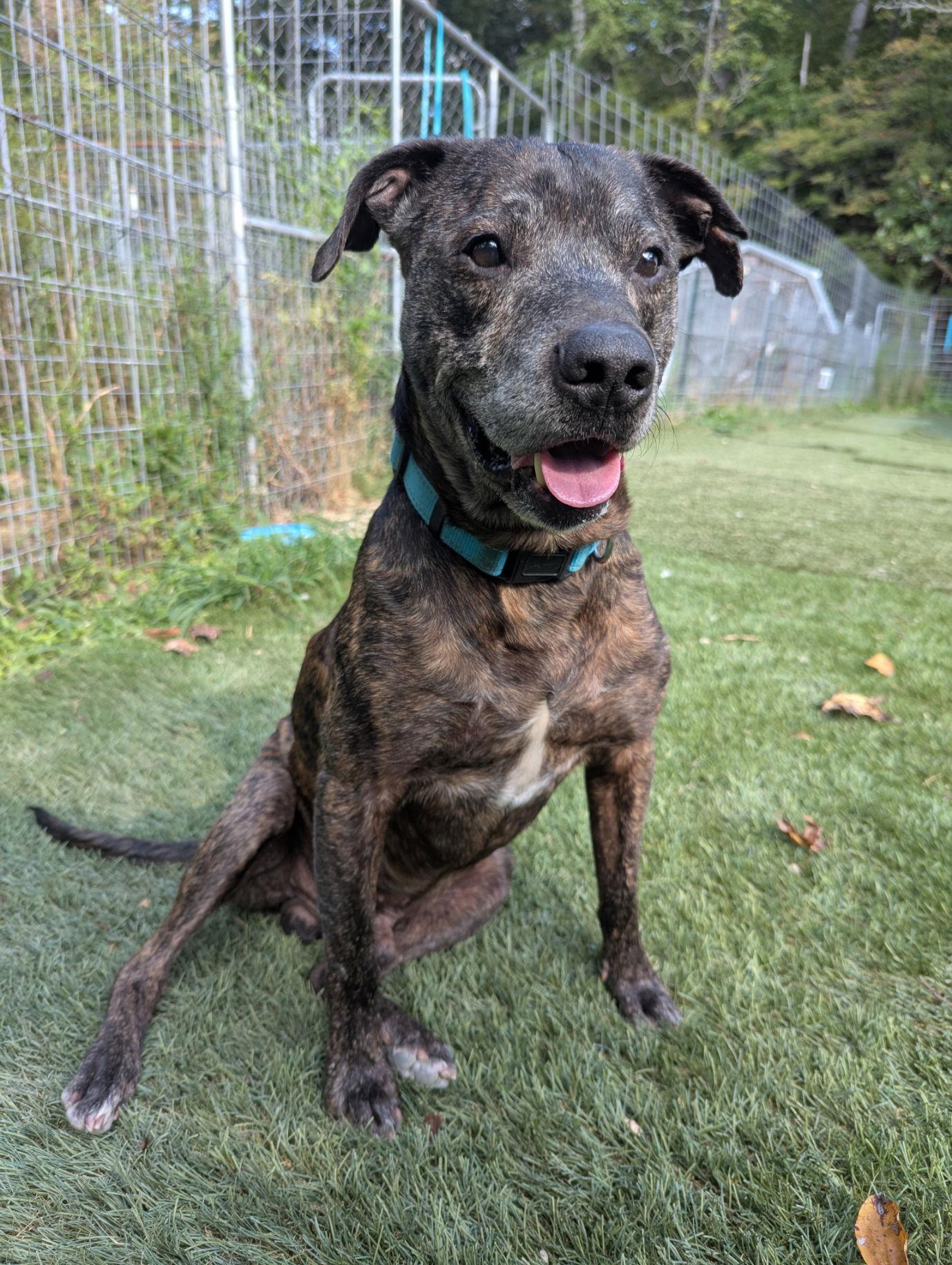PawPaw Frazier, a Adoptable Mixed Breed in Calhoun, GA image 1/3