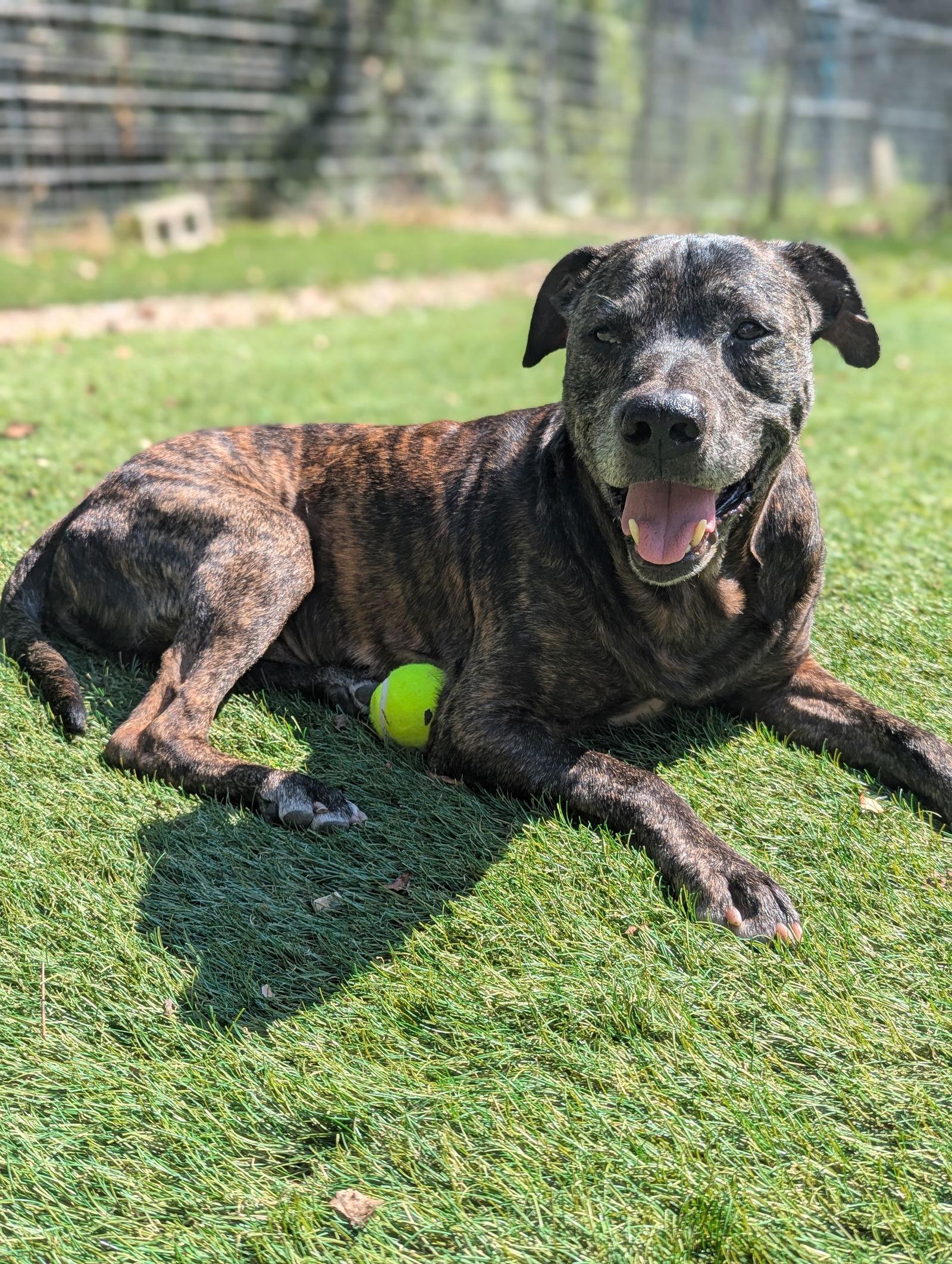 PawPaw Frazier, a Adoptable Mixed Breed in Calhoun, GA image 2/3