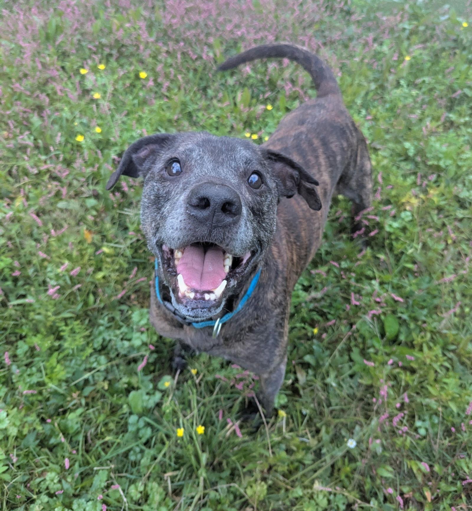PawPaw Frazier, Adoptable, Senior Male Mixed Breed.