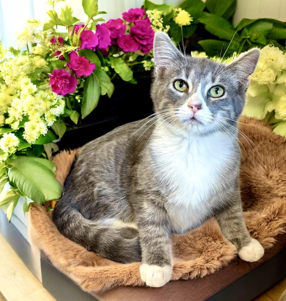 Walter, a Adoptable Domestic Short Hair in Perry, IA image 1/5