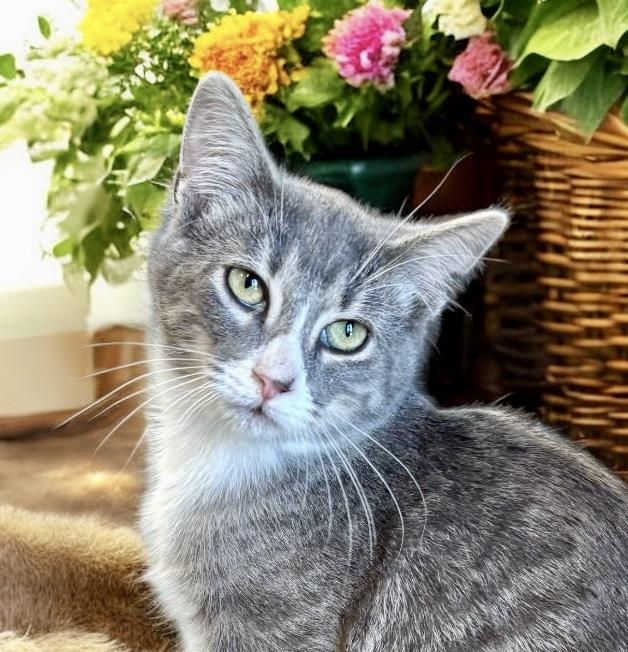 Walter, a Adoptable Domestic Short Hair in Perry, IA image 2/5