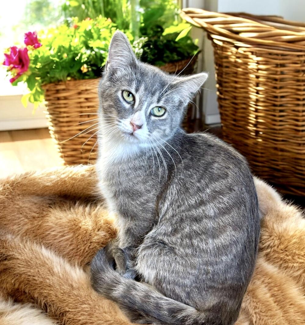 Walter, a Adoptable Domestic Short Hair in Perry, IA image 3/5