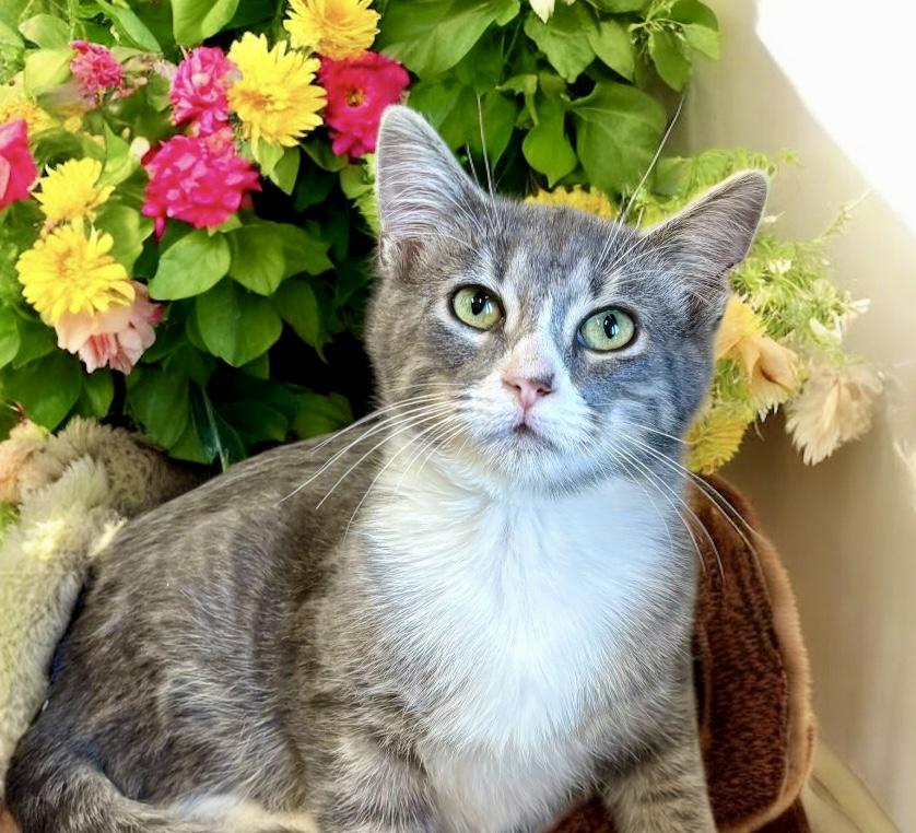 Walter, a Adoptable Domestic Short Hair in Perry, IA image 4/5