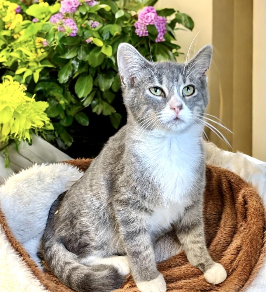 Walter, a Adoptable Domestic Short Hair in Perry, IA image 5/5