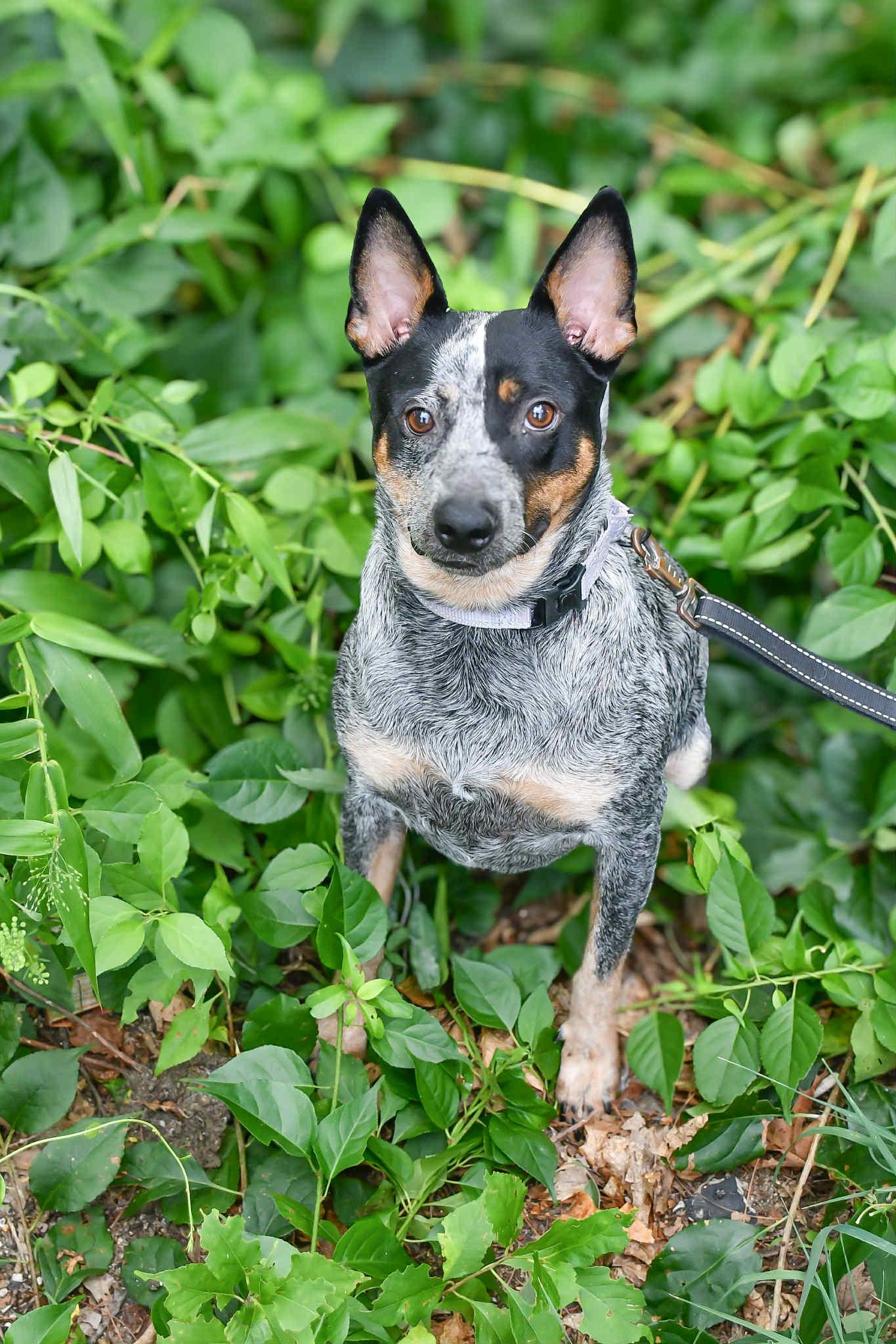 Meet Arbor Blue in NH! Come Meet our Adoptable Dogs Wednesday-Saturday. More info in Bio!