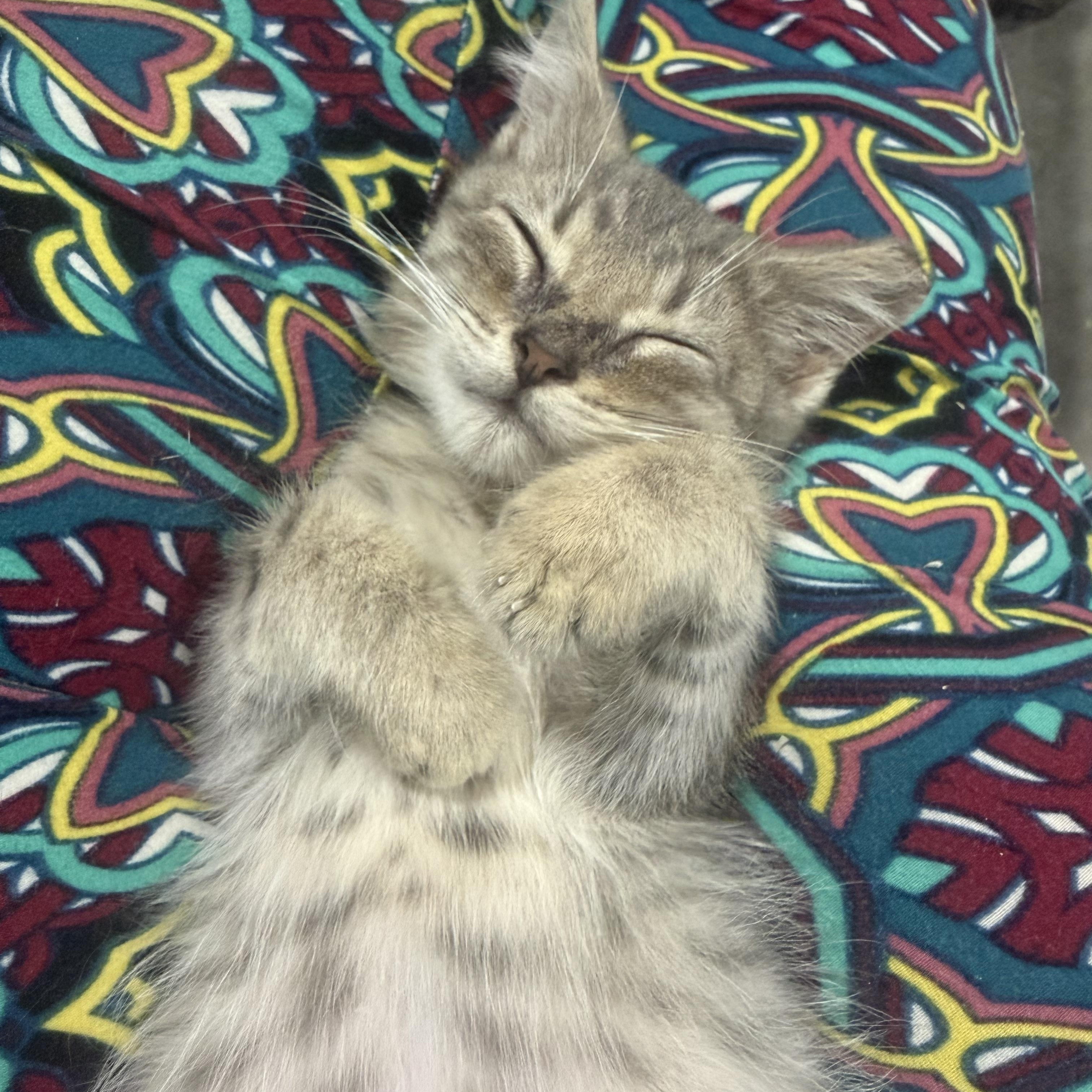 Axle (aka Littlefoot), ADOPTABLE, Kitten Male American Shorthair.