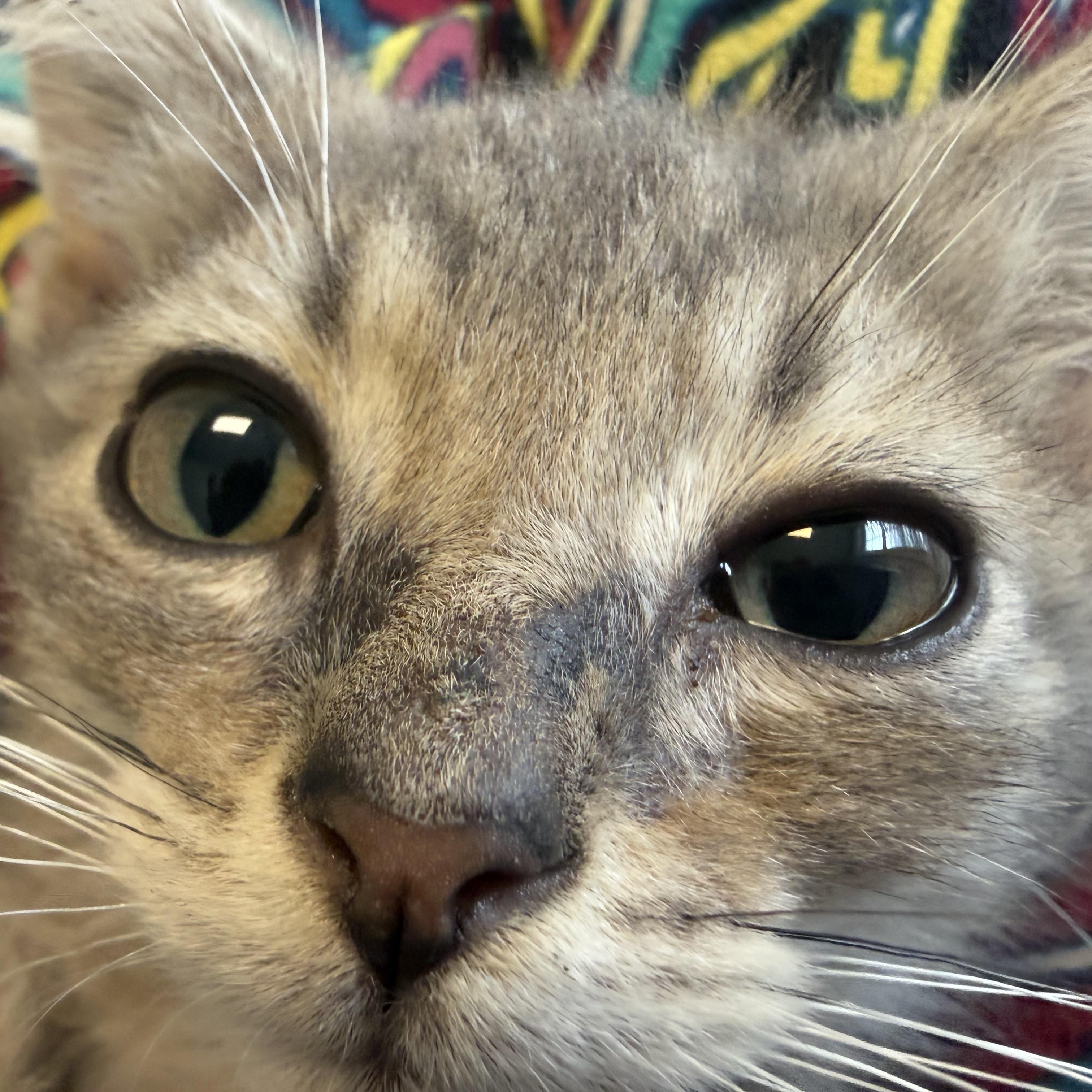 Enlarge Axle (aka Littlefoot), a ADOPTABLE American Shorthair in North Chesterfield, VA image 2/3