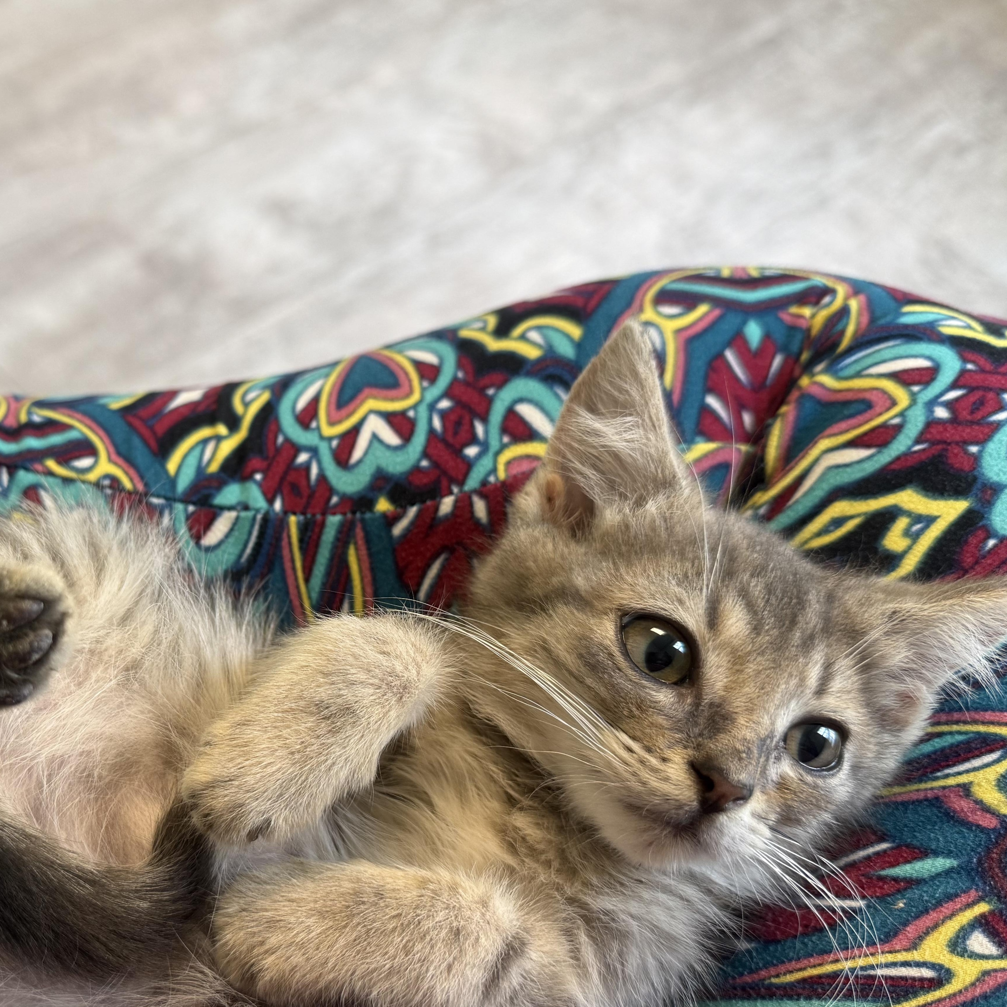 Enlarge Axle (aka Littlefoot), a ADOPTABLE American Shorthair in North Chesterfield, VA image 3/3
