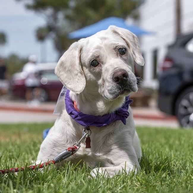 Enlarge Elinda - Adopted!, a Adoptable Labrador Retriever in San Diego, CA image 1/3