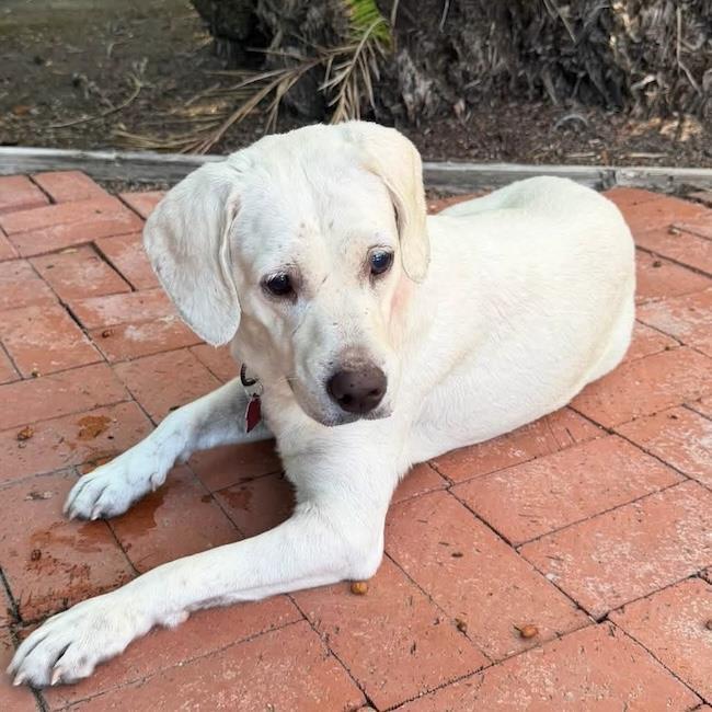 Enlarge Elinda - Adopted!, a Adoptable Labrador Retriever in San Diego, CA image 2/3