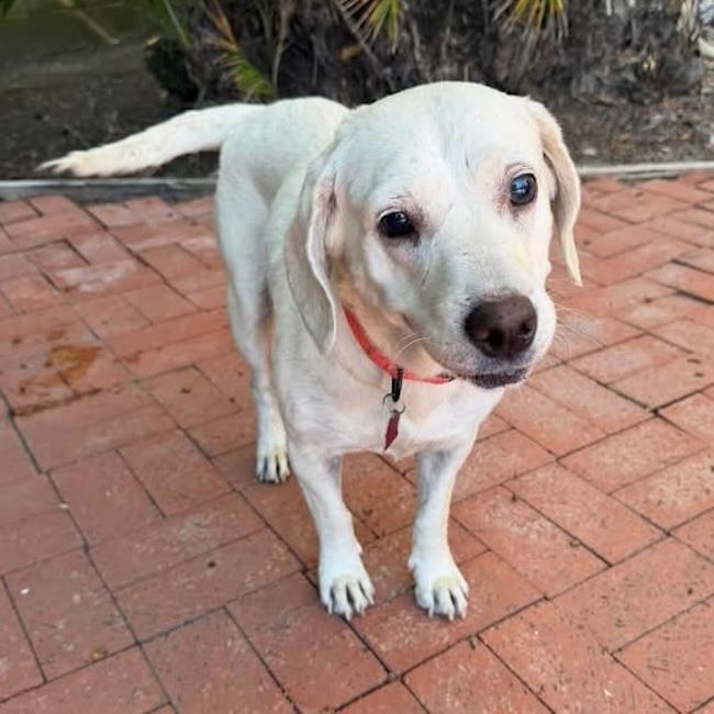 Enlarge Elinda - Adopted!, a Adoptable Labrador Retriever in San Diego, CA image 3/3
