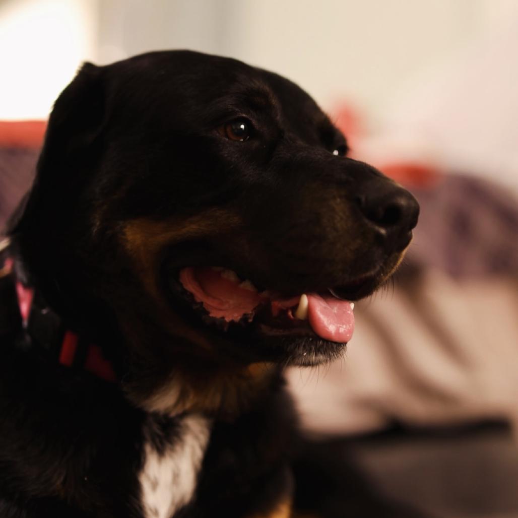 Enlarge True, a Adoptable mixed breed in Mission Hills, CA image 2/6