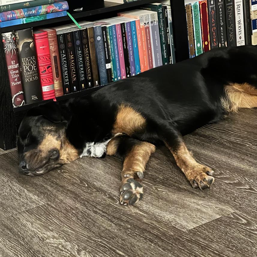 Enlarge True, a Adoptable mixed breed in Mission Hills, CA image 4/6