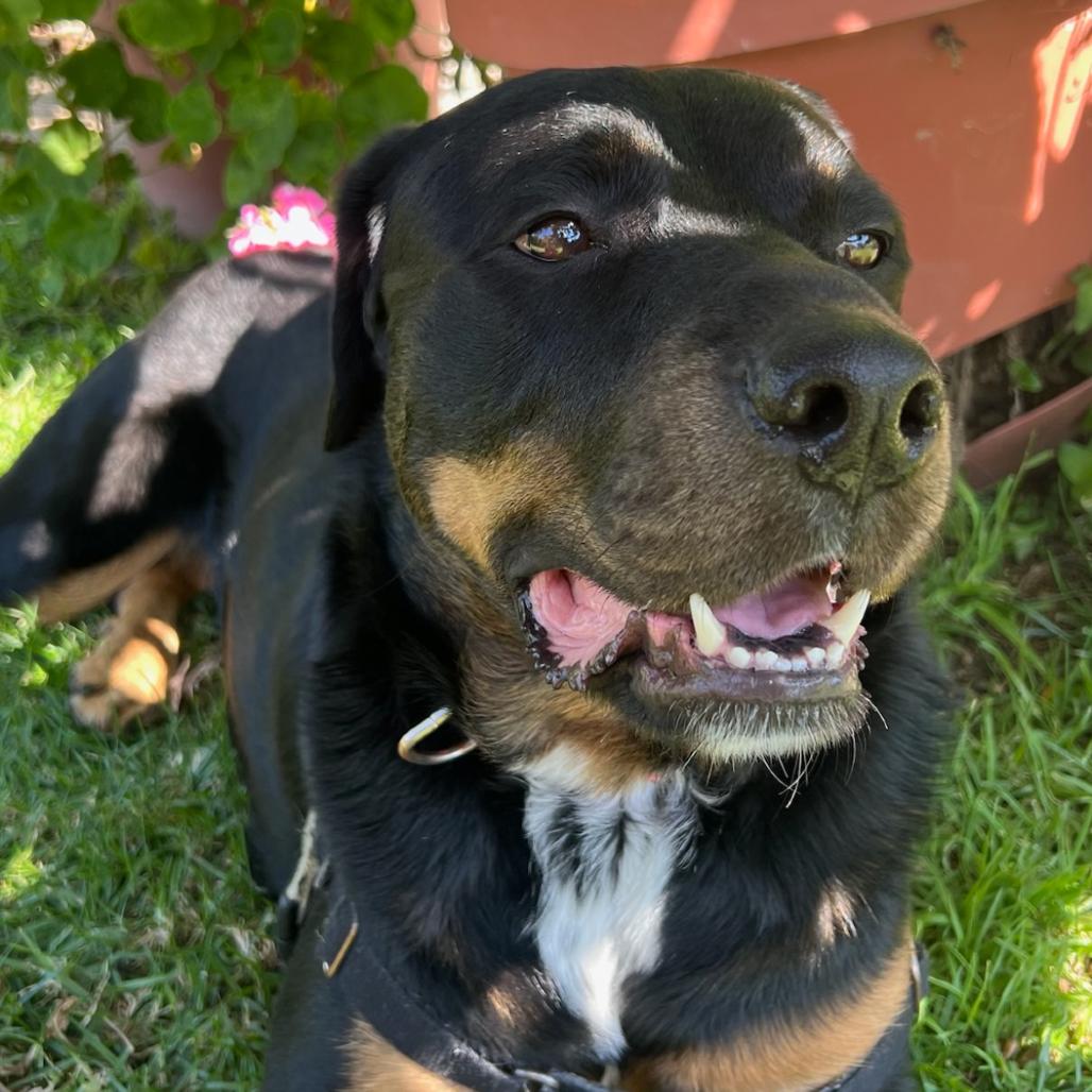 Enlarge True, a Adoptable mixed breed in Mission Hills, CA image 6/6