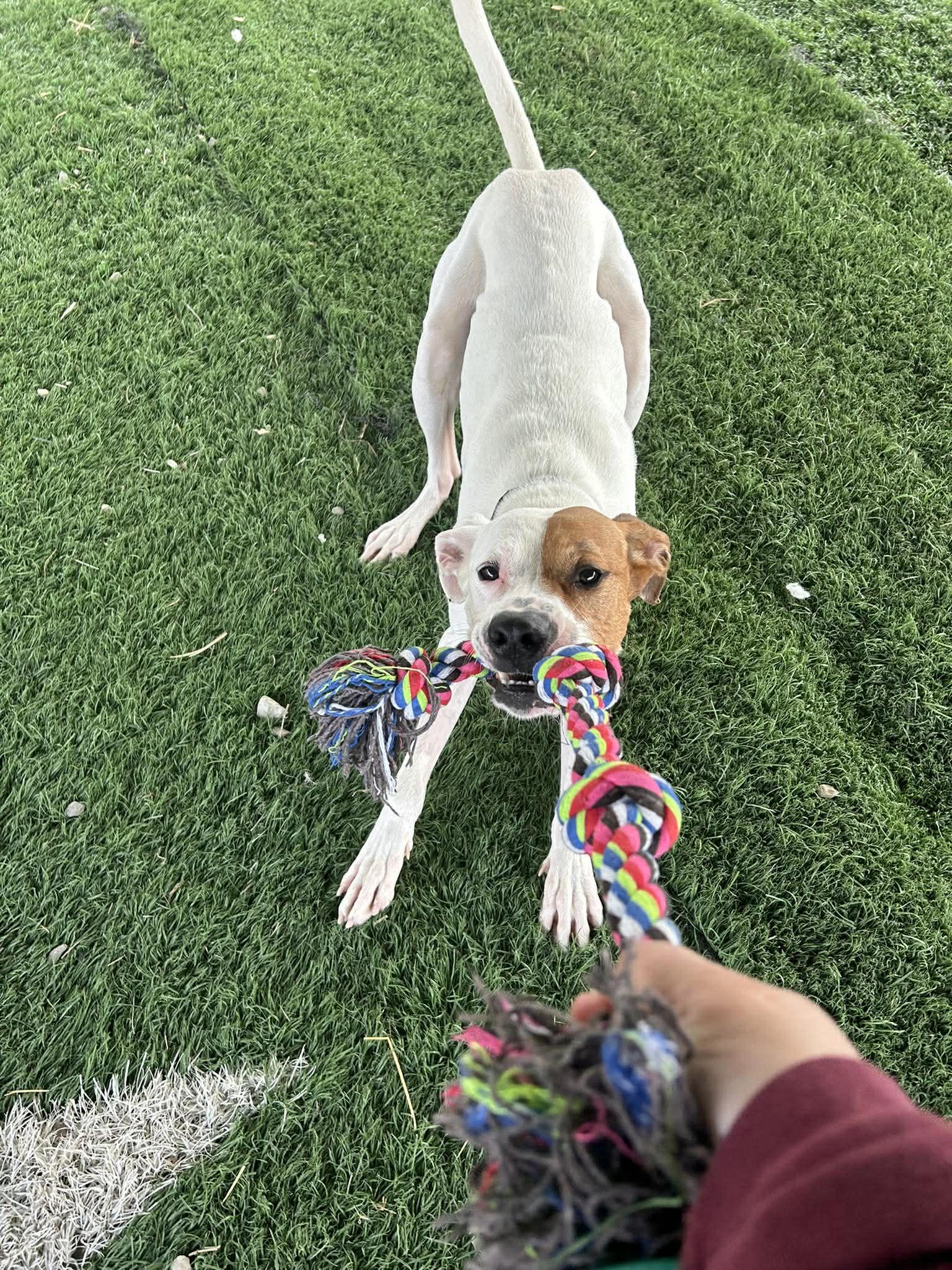 Roscoe , ADOPTABLE, Adult Male Mixed Breed.