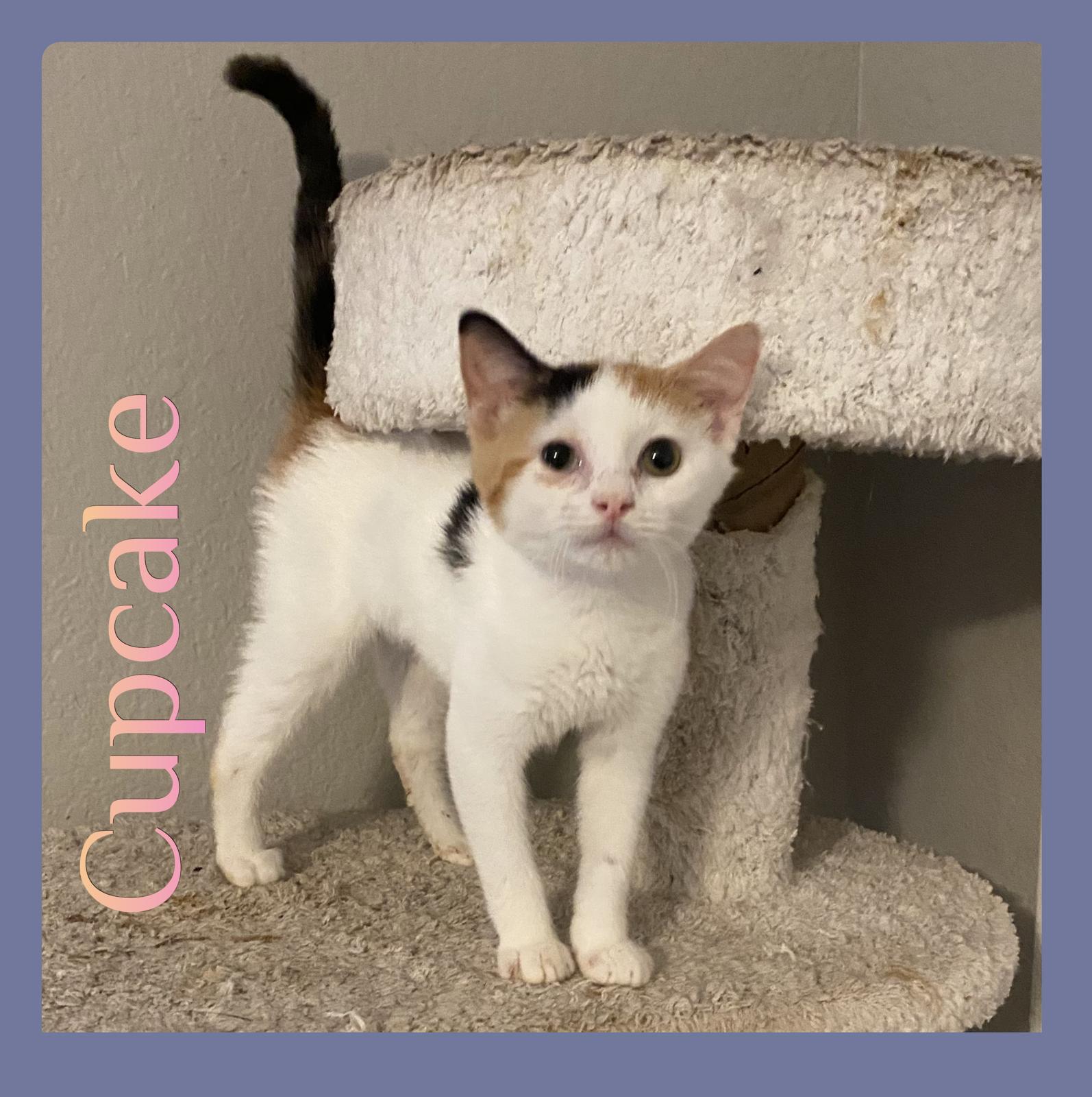 CUPCAKE, Adoptable, Kitten Female Calico.