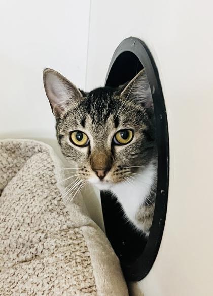 Enlarge Frida (Pounce Cat Cafe), a Adoptable mixed breed in Savannah, GA image 1/2