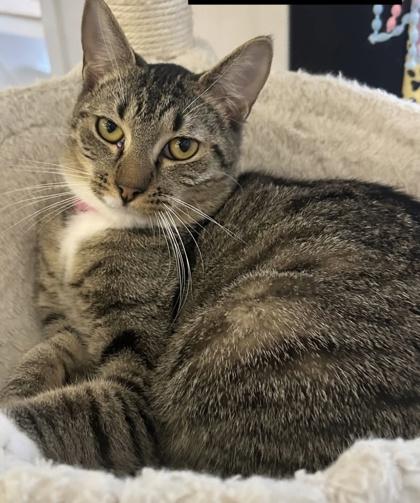 Enlarge Frida (Pounce Cat Cafe), a Adoptable mixed breed in Savannah, GA image 2/2