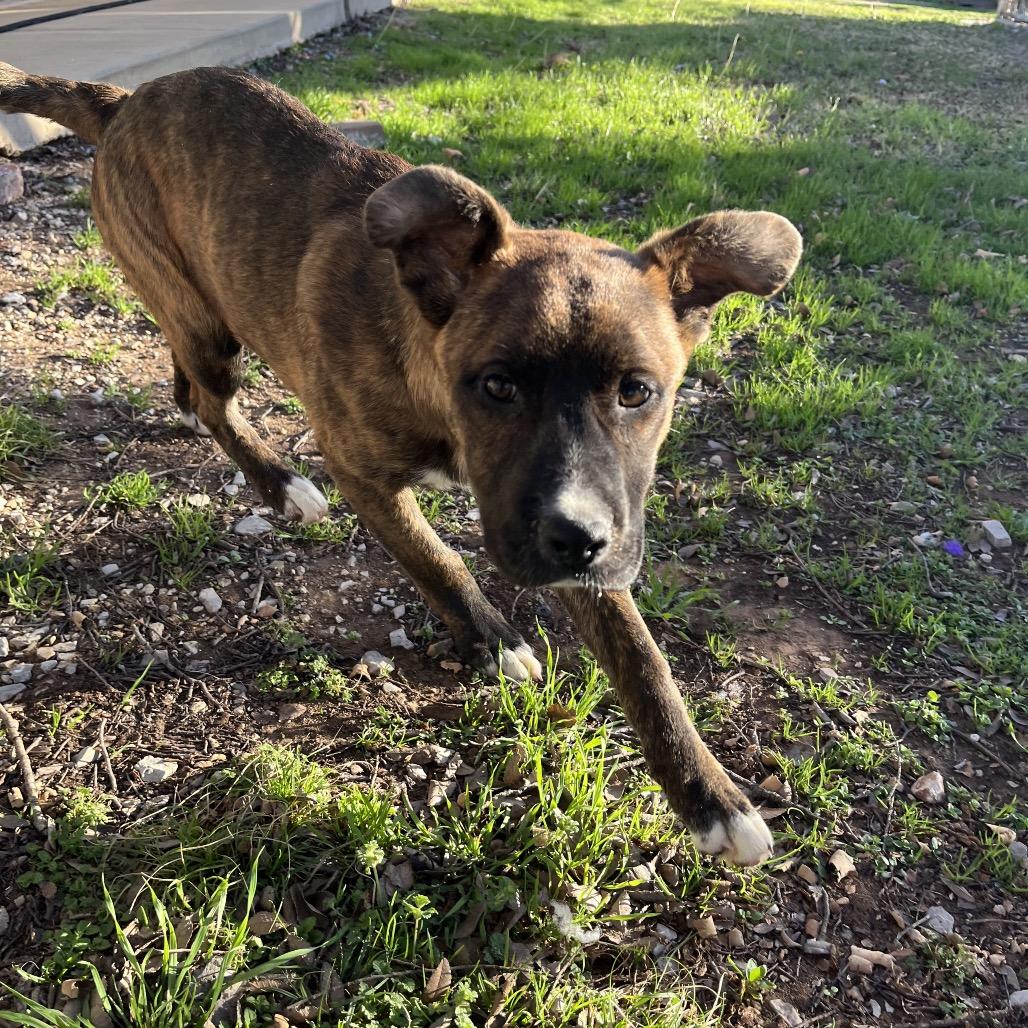 Natha, Adoptable, Puppy Female Mixed Breed.