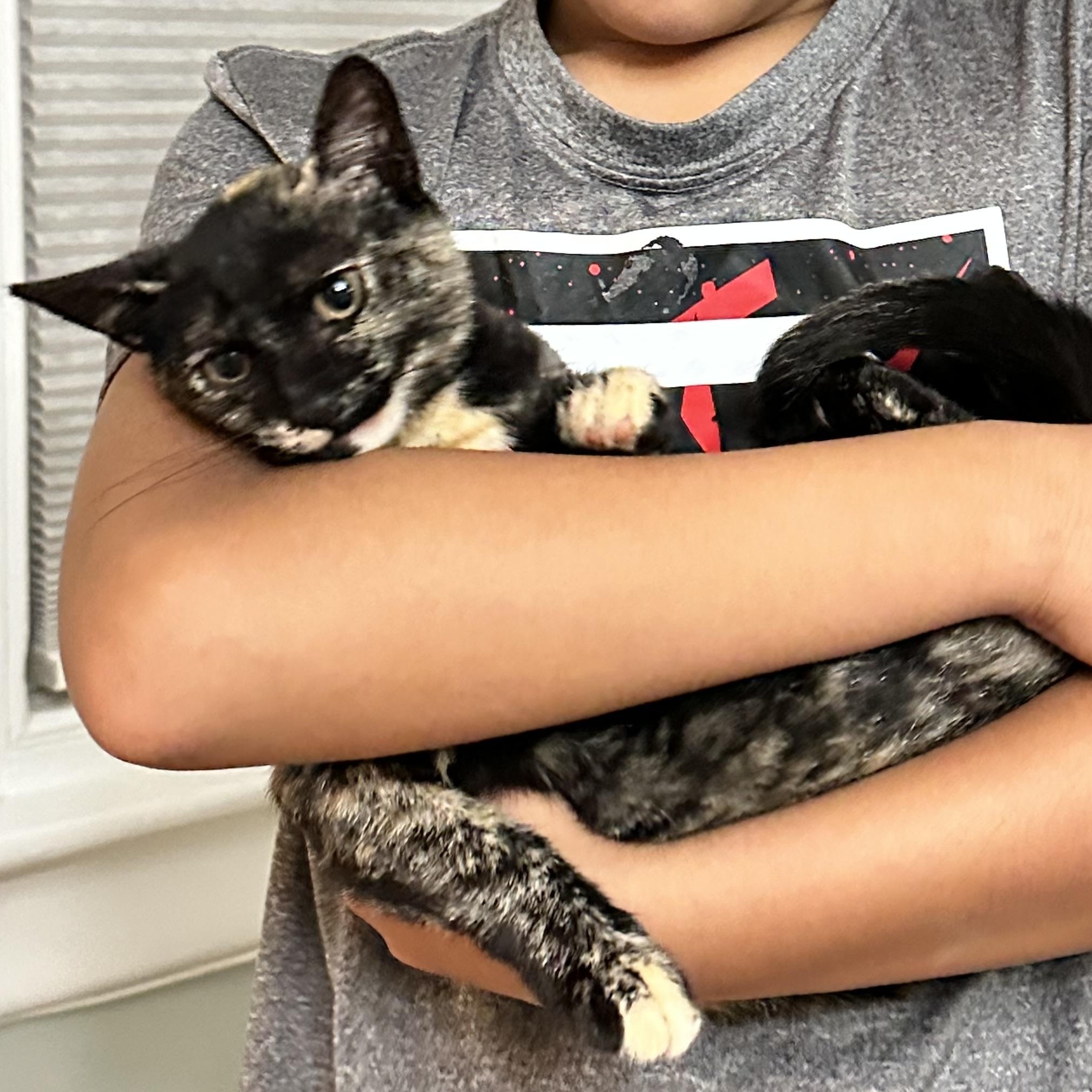 Amber, adopted, Kitten Female Domestic Short Hair.