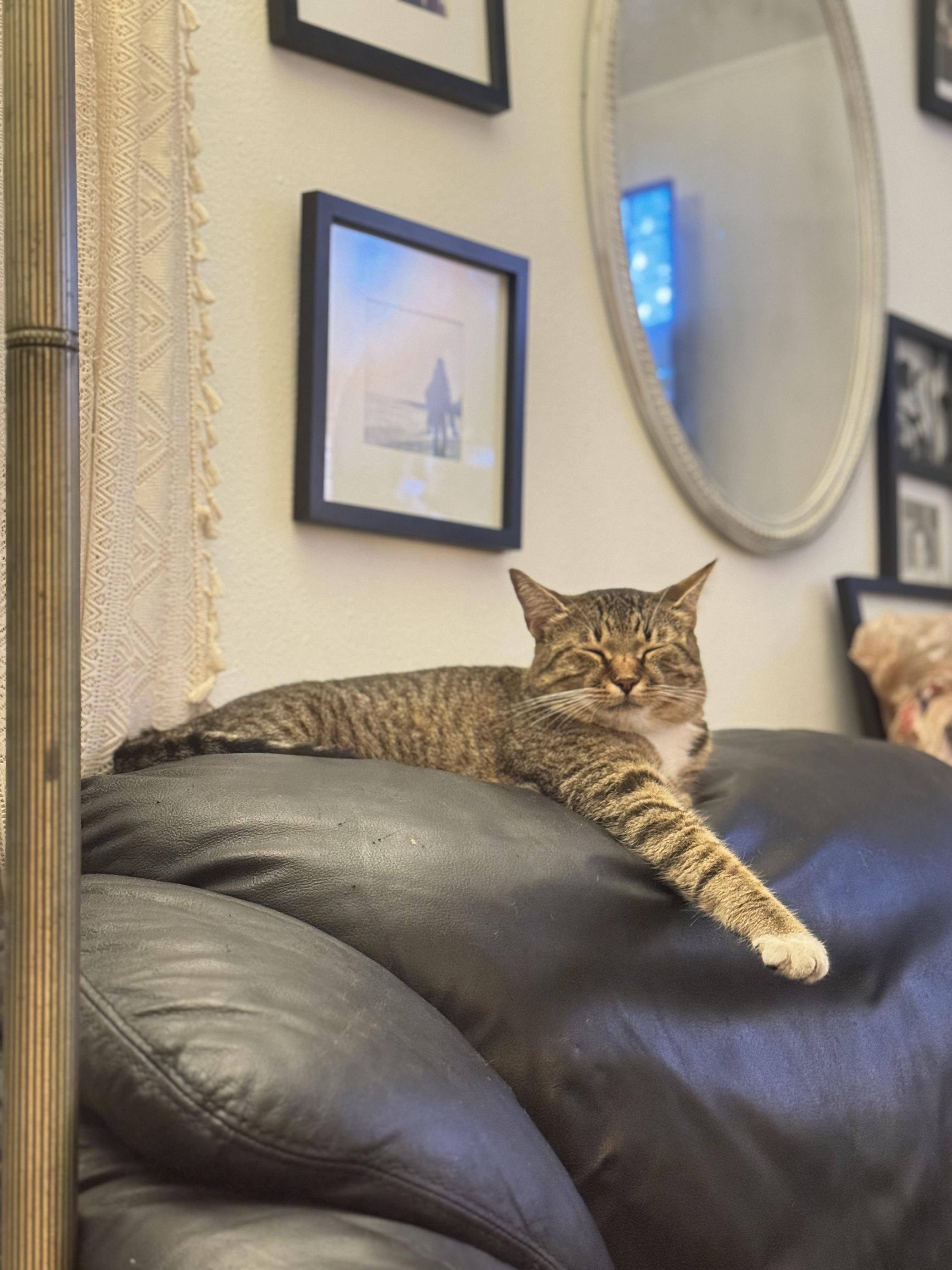 Princess Fiona, Adoptable, Adult Female Domestic Short Hair.