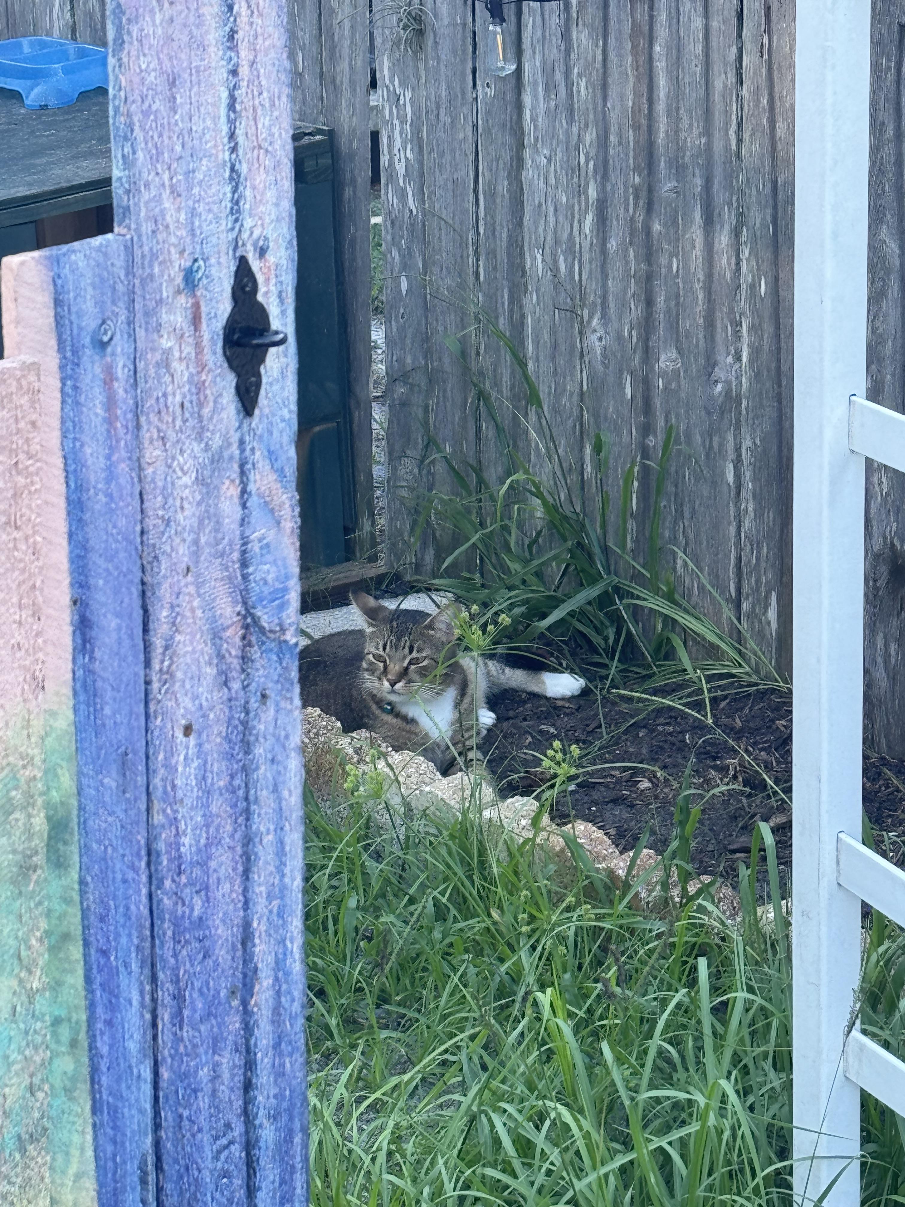 Princess Fiona, a Adoptable Domestic Short Hair in largo, FL image 2/2