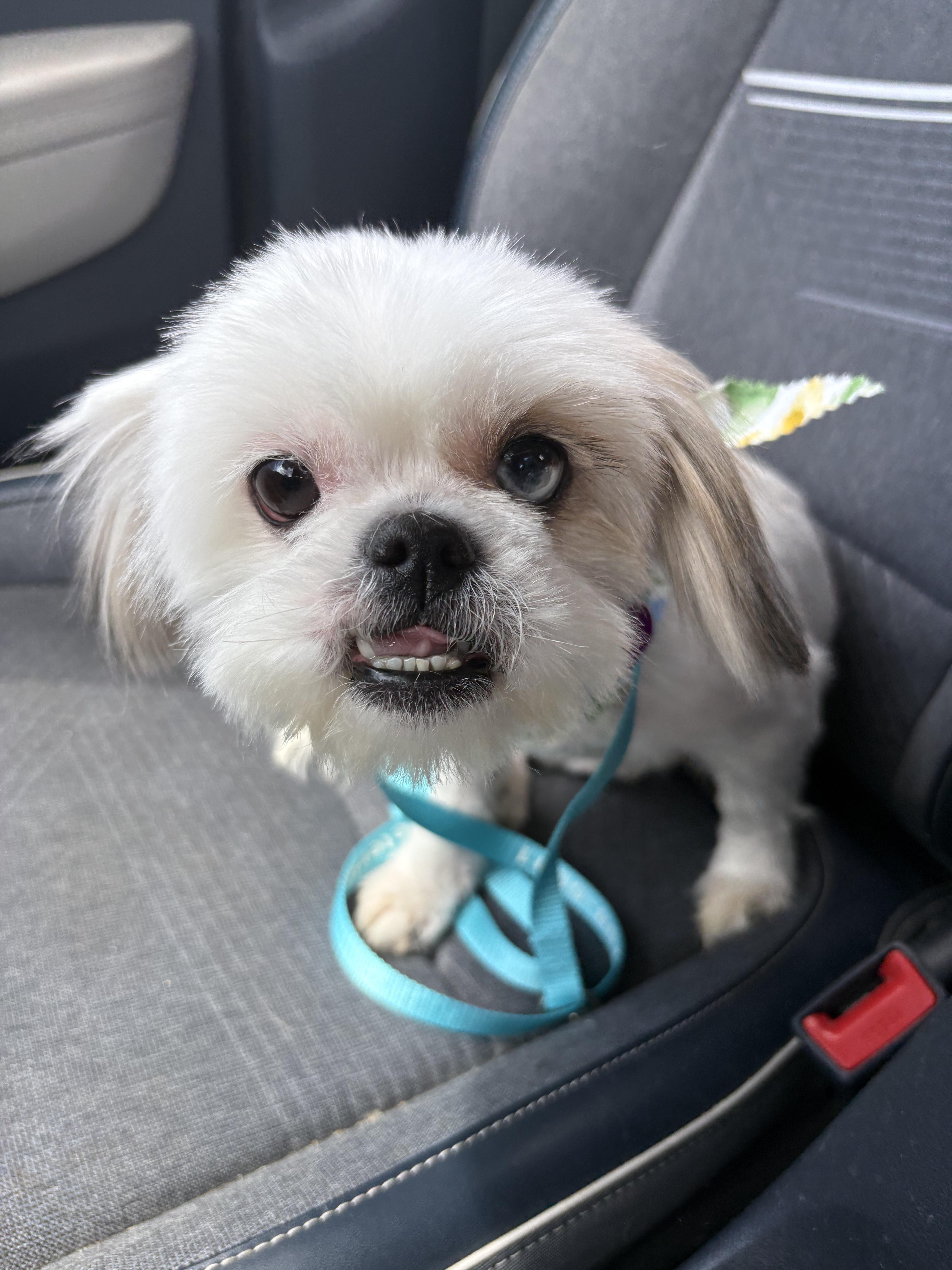 Robin, ADOPTABLE, Adult Female Maltese & Shih Tzu.