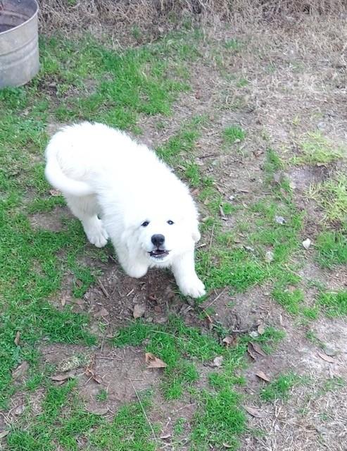 Enlarge Juliet-3/25/26, an adopted Great Pyrenees in Lambertville, NJ image 1/4