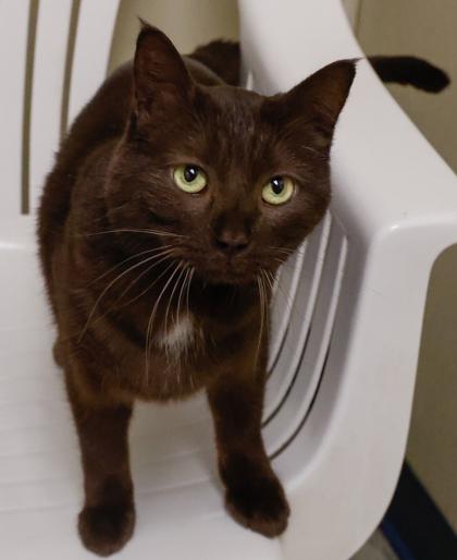 Enlarge Beastly, a Adoptable mixed breed in Baraboo, WI image 2/2